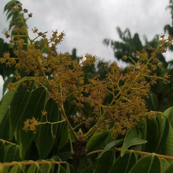 Toxicodendron succedaneum ফুল