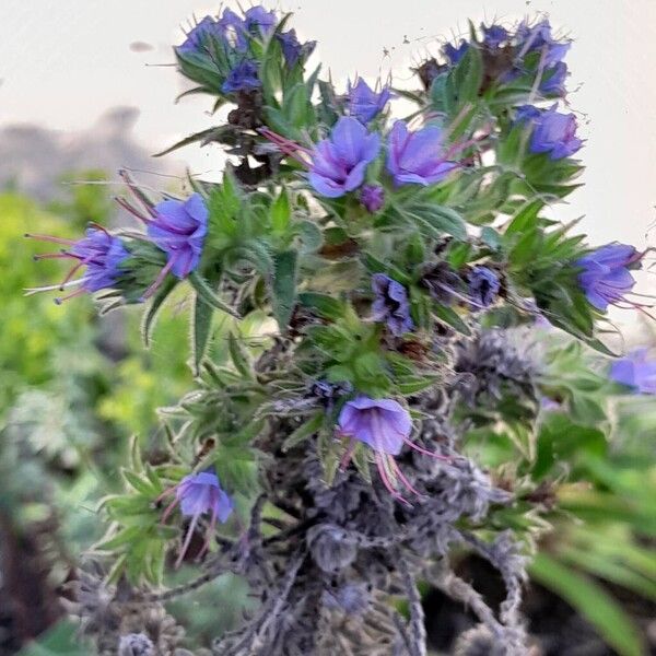 Echium wildpretii 花