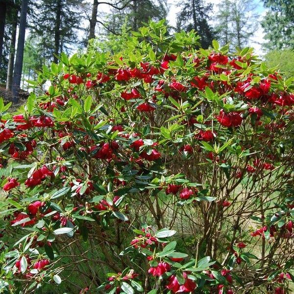 Rhododendron cerasinum