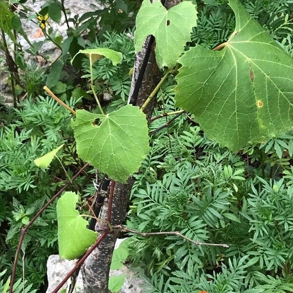 Vitis labrusca Habitus