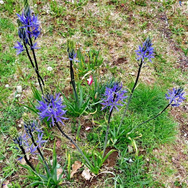 Camassia quamash Habitus