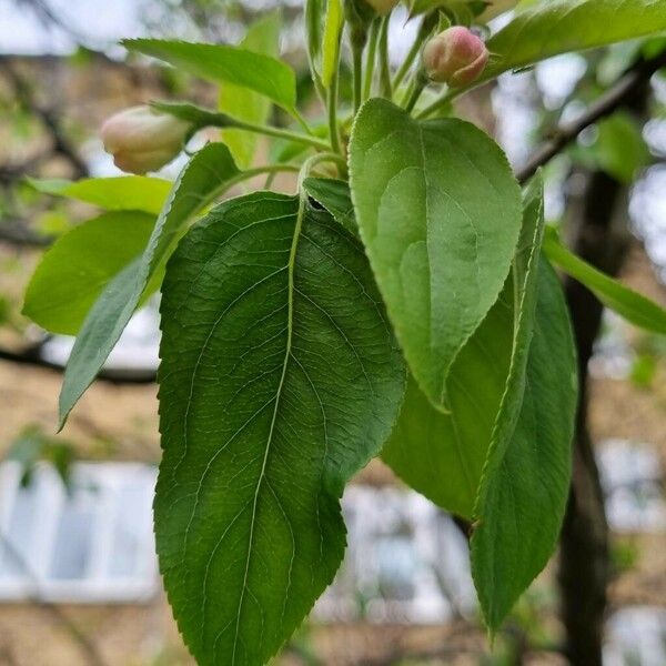 Malus spectabilis Blad