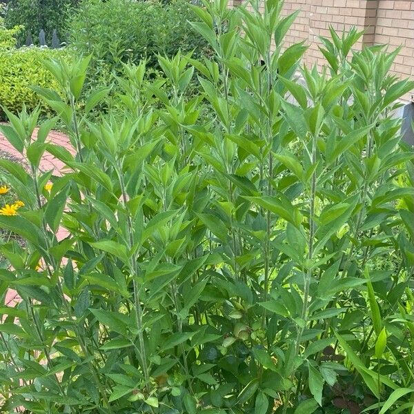 Rudbeckia subtomentosa Frunză