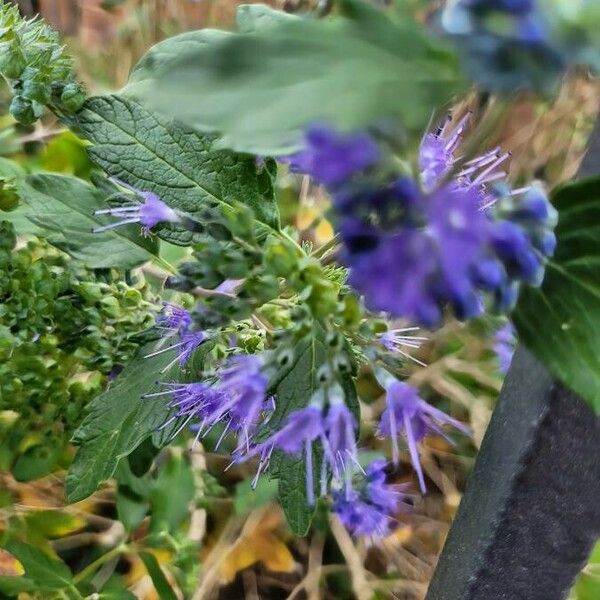 Caryopteris x clandonensis Blomst