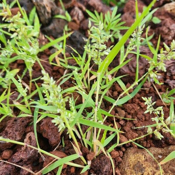 Eragrostis cilianensis Buveinė