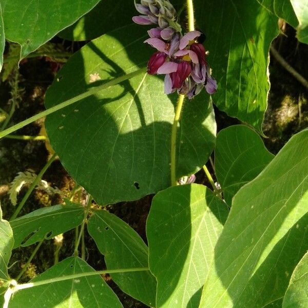 Pueraria montana Λουλούδι