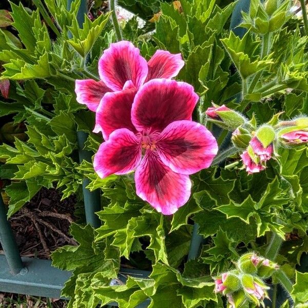 Pelargonium grandiflorum Virág