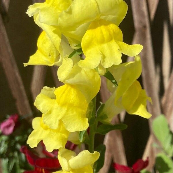 Antirrhinum latifolium Flower