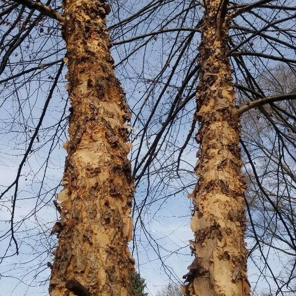 Betula nigra Rinde