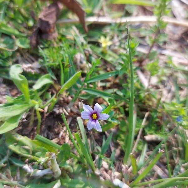 Sisyrinchium micranthum 花