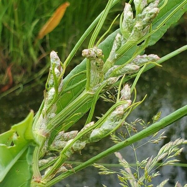 Rumex hydrolapathum অন্যান্য