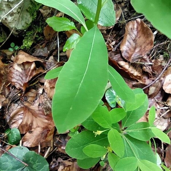 Euphorbia carniolica 葉