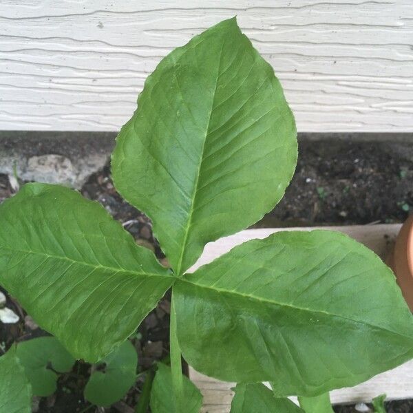 Arisaema triphyllum Blatt