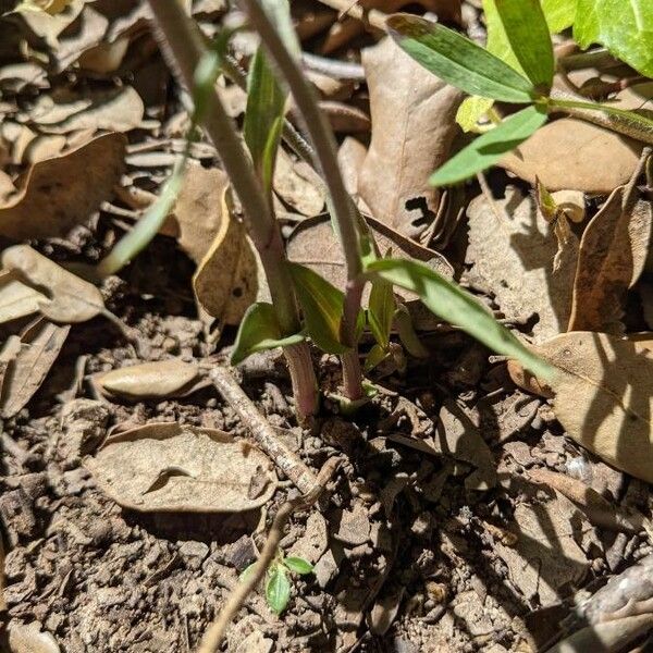 Epipactis microphylla ᱥᱟᱠᱟᱢ