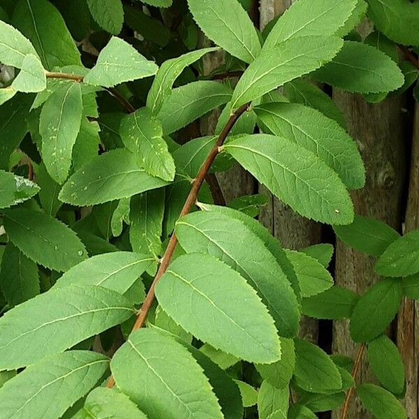 Spiraea douglasii Blad