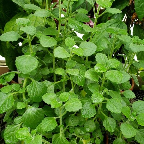 Coleus amboinicus Συνήθη χαρακτηριστικά