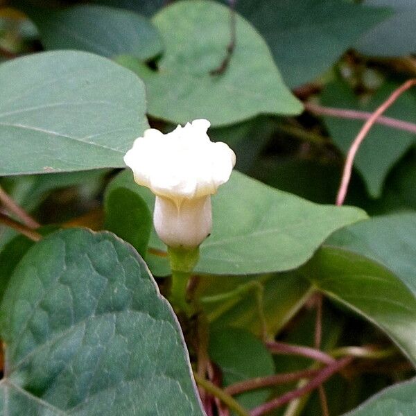 Ipomoea alba Flors