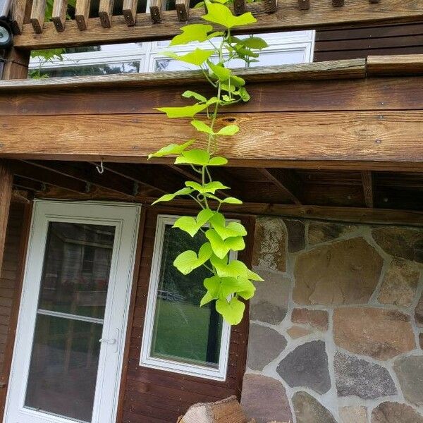 Ipomoea batatas Агульны выгляд