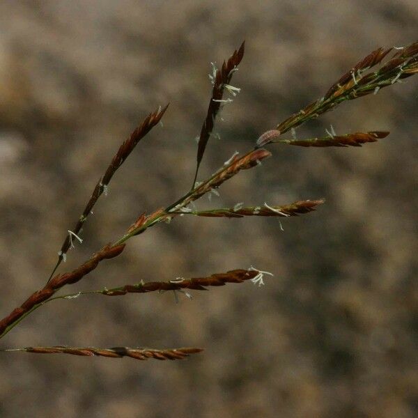 Leersia hexandra Fruit