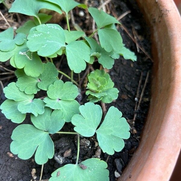 Aquilegia nigricans Yaprak