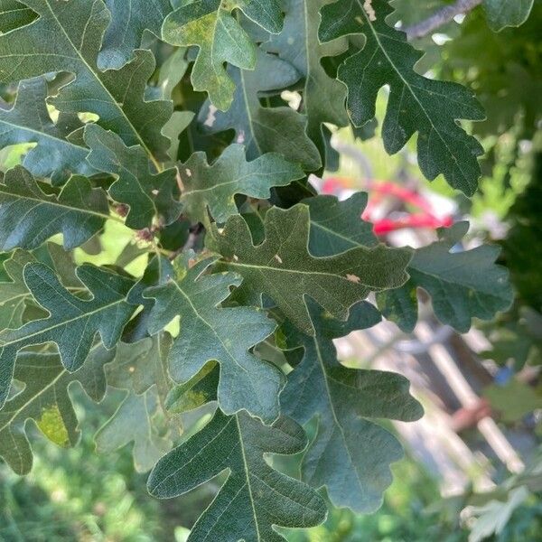 Quercus cerris Hostoa