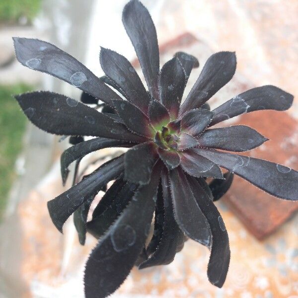 Aeonium arboreum Folha