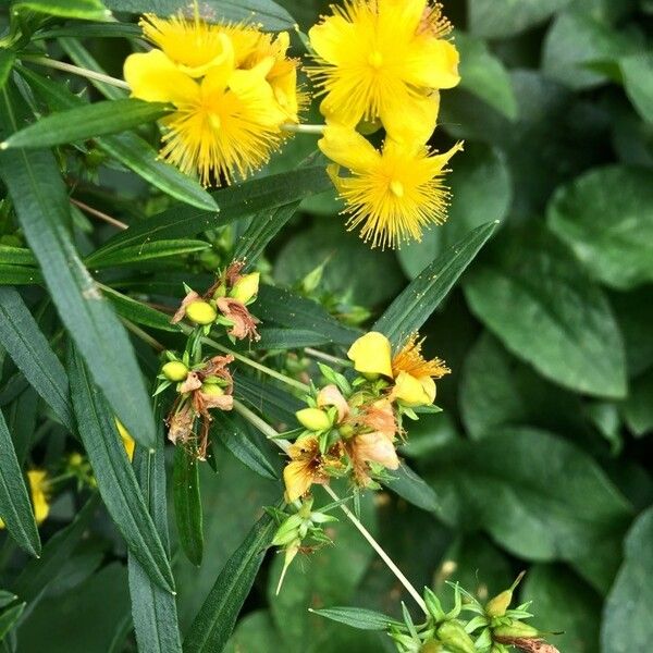 Hypericum prolificum Floare