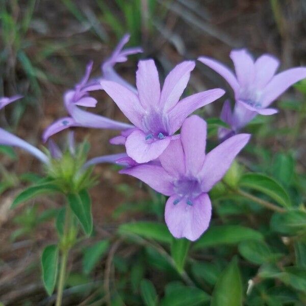 Barleria cristata Virág