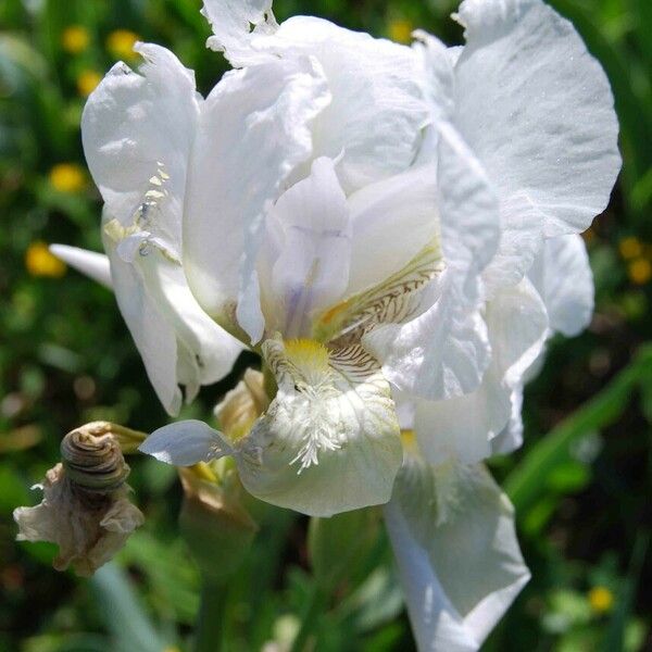 Iris albicans फूल