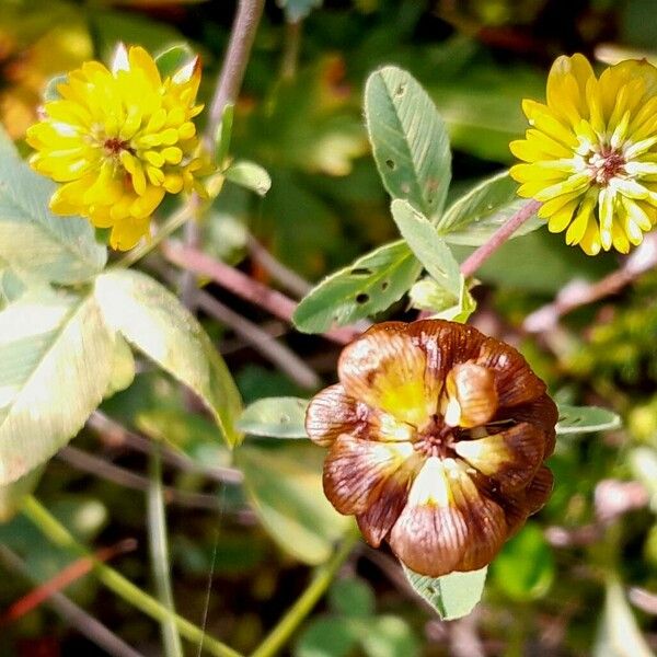 Trifolium badium Flor