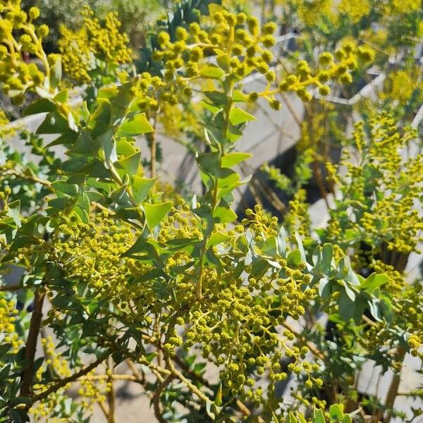 Acacia cultriformis Leaf