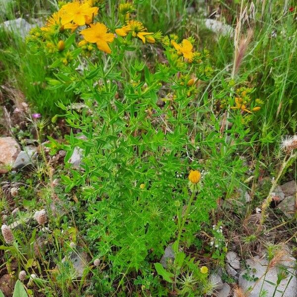 Hypericum perfoliatum 整株植物