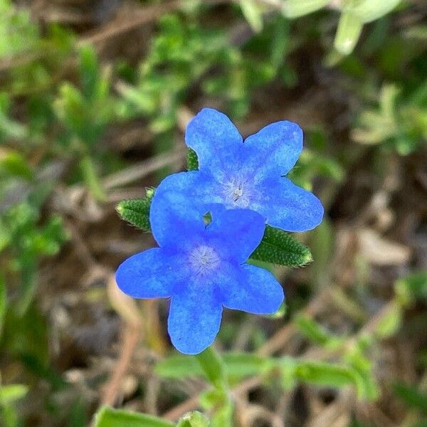 Glandora prostrata Flower