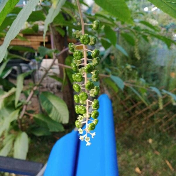 Phytolacca americana 葉