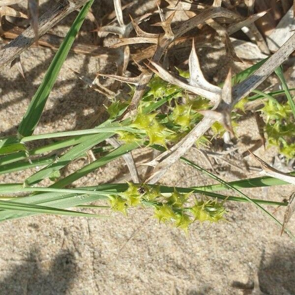 Cenchrus spinifex Fruchs