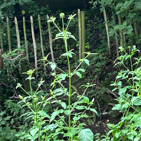 Dipsacus pilosus പുഷ്പം