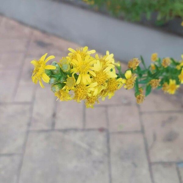 Solidago virgaurea Flower