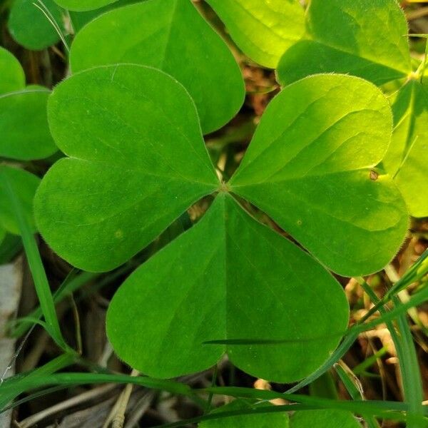 Oxalis latifolia Leaf