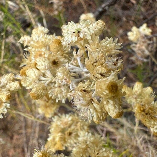 Helichrysum stoechas Blüte