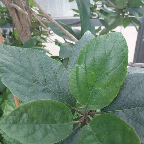 Cordia sebestena Leaf