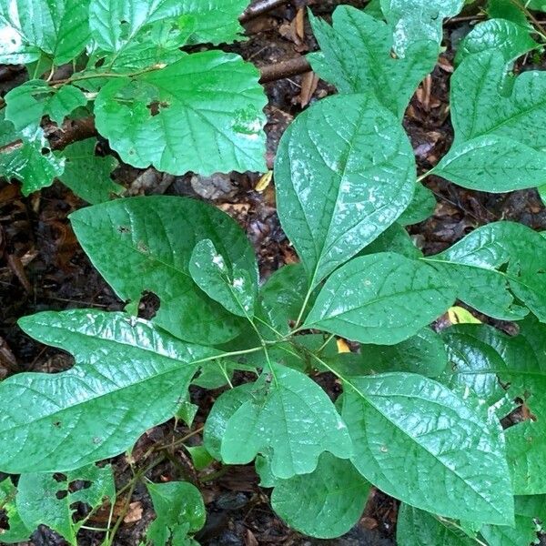 Sassafras albidum Lapas