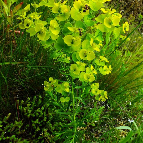 Euphorbia esula Elinympäristö