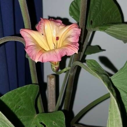 Stictocardia tiliifolia Flower