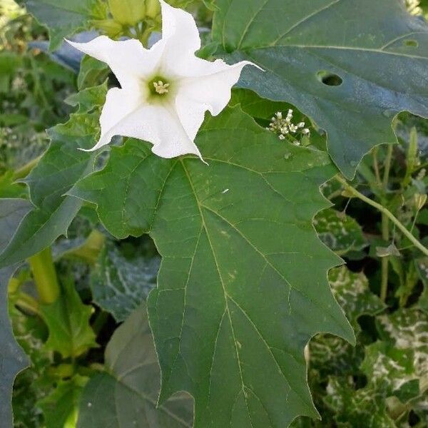 Datura stramonium 花