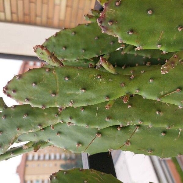 Opuntia monacantha 叶