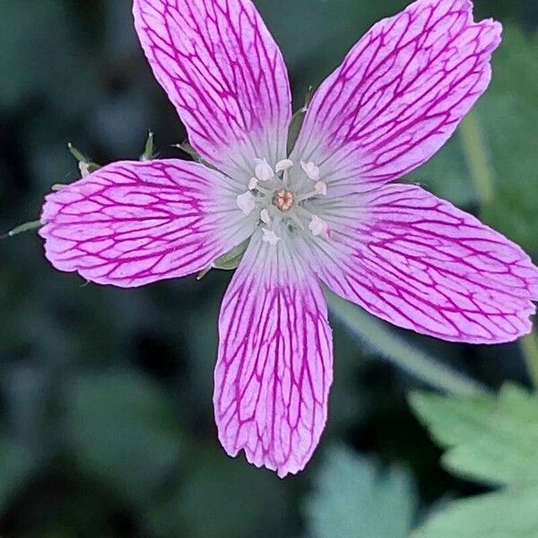 Geranium endressii Blomst