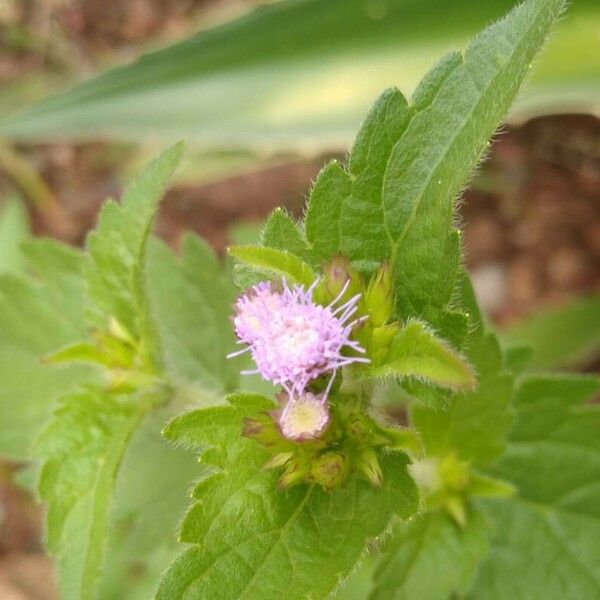 Praxelis clematidea Blodyn