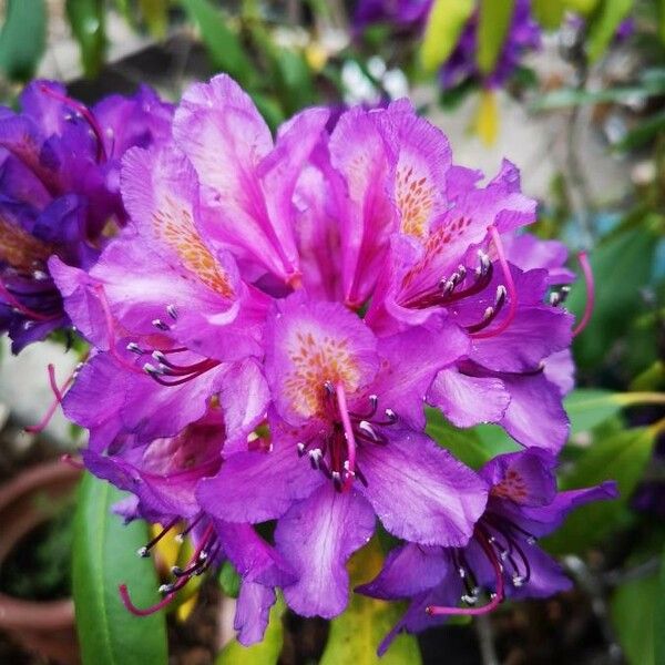 Rhododendron ponticum Blüte