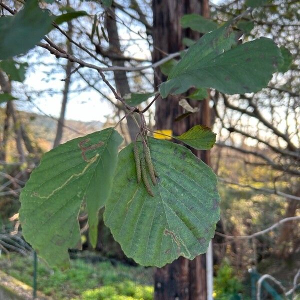 Alnus glutinosa Hostoa