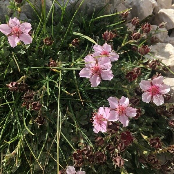 Potentilla nitida Λουλούδι